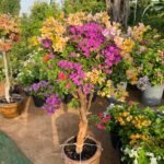 Bougainvillea Mixed Color Bonsai Plants UAE - Image 4