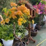 Bougainvillea Mixed Color Bonsai Plants UAE - Image 5
