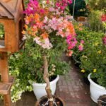 Bougainvillea Mixed Color Bonsai Plants UAE - Image 6