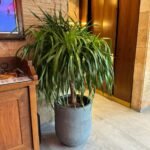 Big Head Yukka Premium in Fiber Rustic Pot PROMO