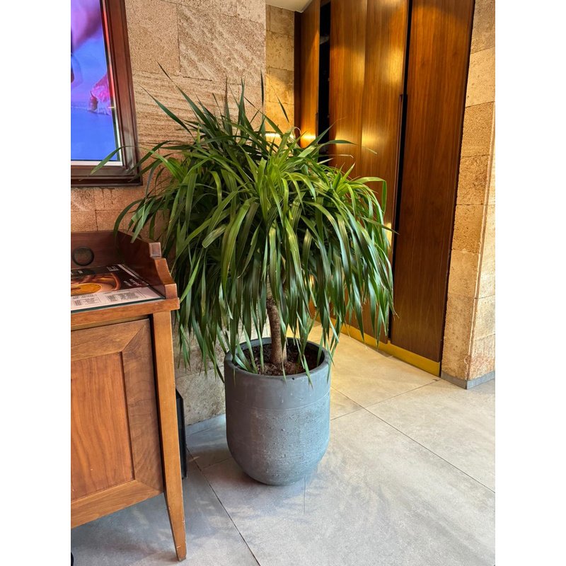 IMG-20240901-WA0123.jpg Big Head Yukka Premium in Fiber Rustic Pot PROMO - Image 1