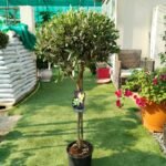Olive Tree Premium from Spain 150cm in nursery pot