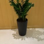 Office Plant Zizi Plant Big - Image 2