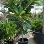 Giant Plumeria  NEW 1.8m to 2m