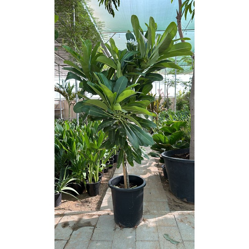 IMG-20240913-WA0010_7ef90a51-912b-4a55-b7d3-8c71b12d3057.jpg Giant Plumeria NEW 1.8m to 2m - Image 1