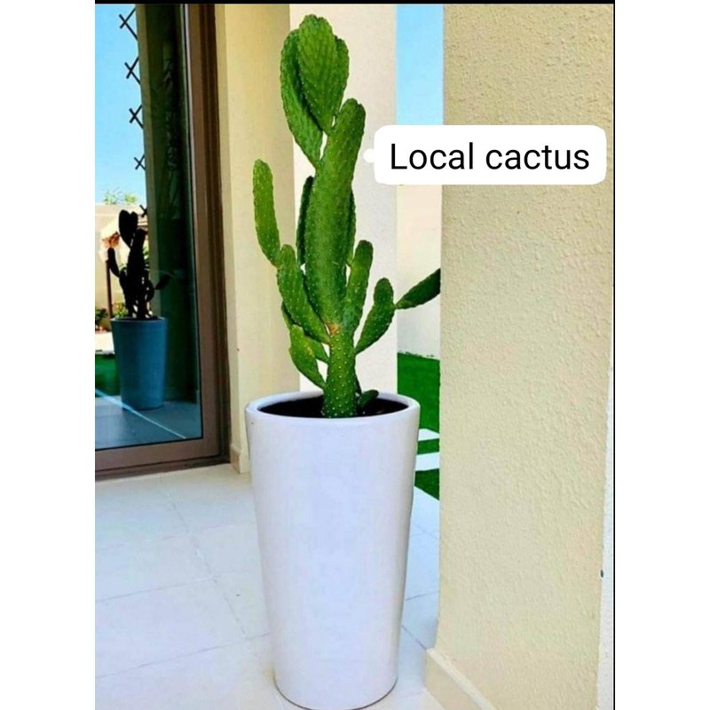 IMG-20240917-WA0006.jpg Cactus Thailand in Long Pot - Image 1