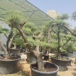 Olive Bonsai XXL - Image 2