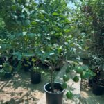 Lemon Sweet XL in Nursery Pot