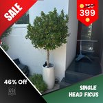 Ficus Outdoor Plant Single Head