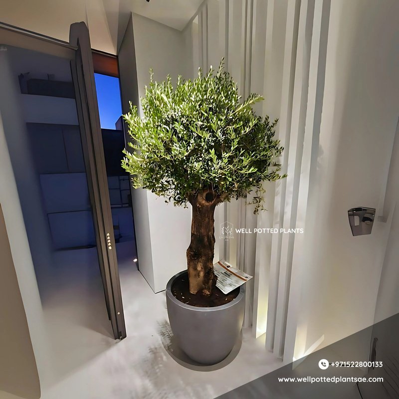 IMG-20241009-WA0181.jpg Olive Bonsai XXL 2.2m to 2.5m in Fiber Premium Collection - Image 1
