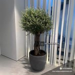 Olive Bonsai XXL 2.2m to 2.5m in Fiber Premium Collection - Image 2