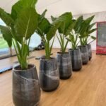 Big Sago Taro Palm Each