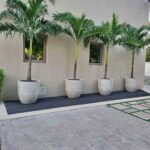 Vietchia Palm Each