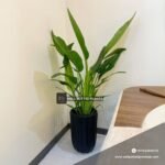 Travellers Palm Promo  150cm to 180cm