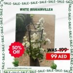 Clearance Sale Bougainvillea Bushy in Nursery Pot