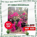 Bougainvillea 2pc Bundle in Nursrery Pot