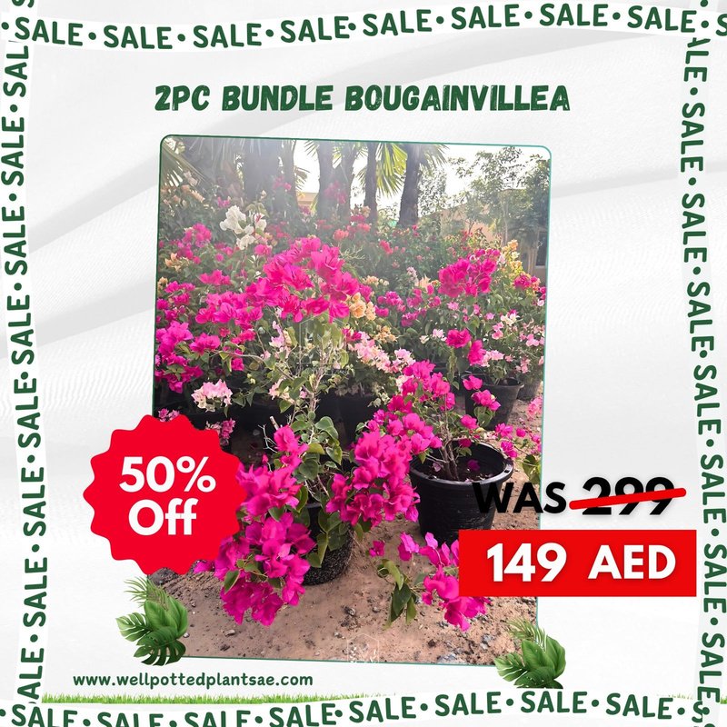 IMG-20241017-WA0136.jpg Bougainvillea 2pc Bundle in Nursrery Pot - Image 1