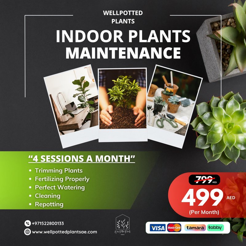 IMG-20241021-WA0260.jpg Plant Maintenance for 1 Month Promo - Image 1