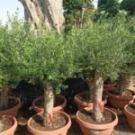 Olive from Italy Big Trunk Premium Promo