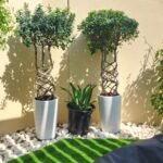 Bonsai Twisted Ficus Large Outdoor Each