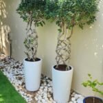 Bonsai Twisted Ficus Large Outdoor Each - Image 2