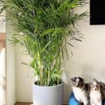 Bamboo Palm Premium Holland in Grey