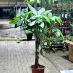 Braided Pachira Money Tree ( 150cm to 160cm) premium - Image 3