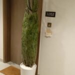 Christmas Tree 1.5m to 1.7m in White Pot Plants UAE - Image 2