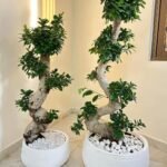 Premium Bonsai in White Pot PROMO Big Each