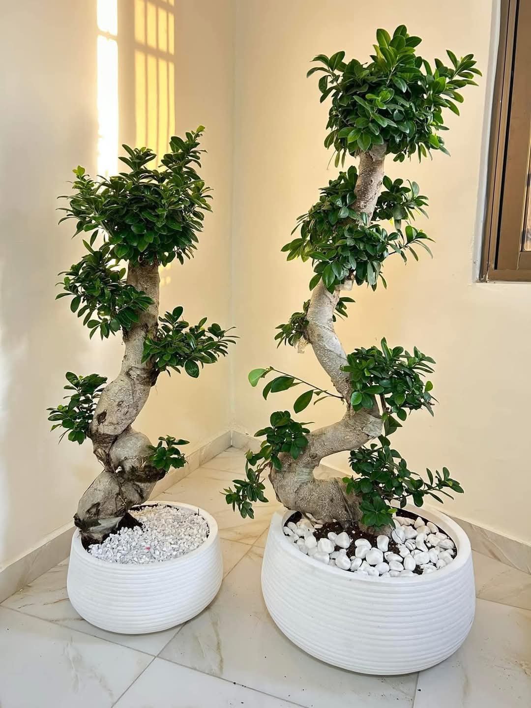 IMG-20241221-WA0089-1.jpg Premium Bonsai in White Pot PROMO Big Each - Image 1