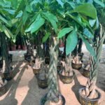 Braided Pachira Money Tree ( 150cm to 160cm) premium