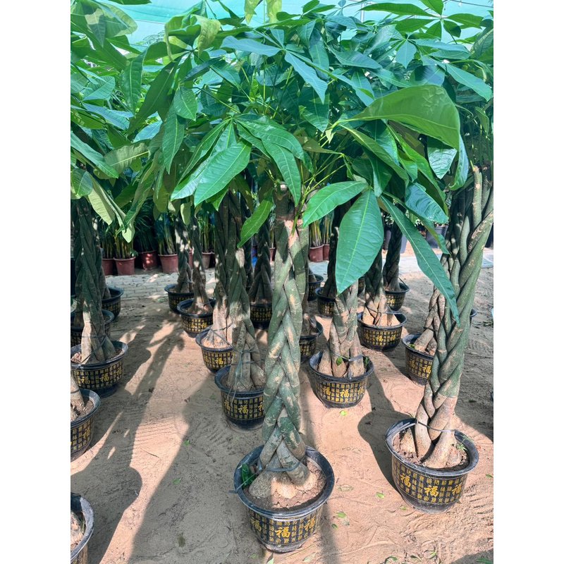 IMG-20241231-WA0042.jpg Braided Pachira Money Tree ( 150cm to 160cm) premium - Image 1