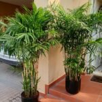 Bamboo Palm (150 to 180cm) IN WHITE PROMO Buy 1 Get 1 Free