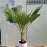 199 Washintonia Big In Long Pot PROMO