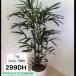 Lady Palm Giant PROMO
