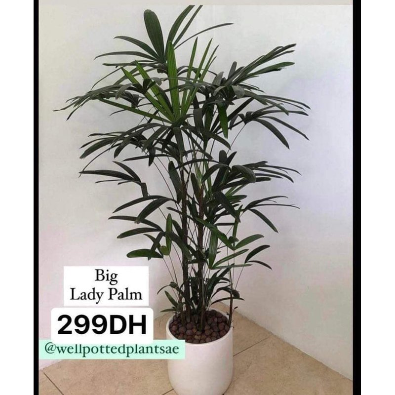IMG-4442.jpg Lady Palm Giant PROMO - Image 1