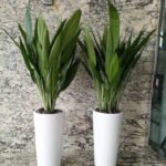 Aspiradas in white (each)
