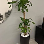Fortune Plant in Black Pot (160cm)