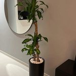 Fortune Plant in Black Pot (160cm) - Image 2