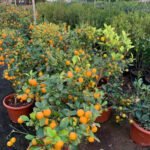 Mandarin Orange Medium