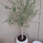 Olive in fiber pot