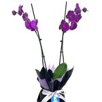 2 Stem Purple Orchid - Image 2