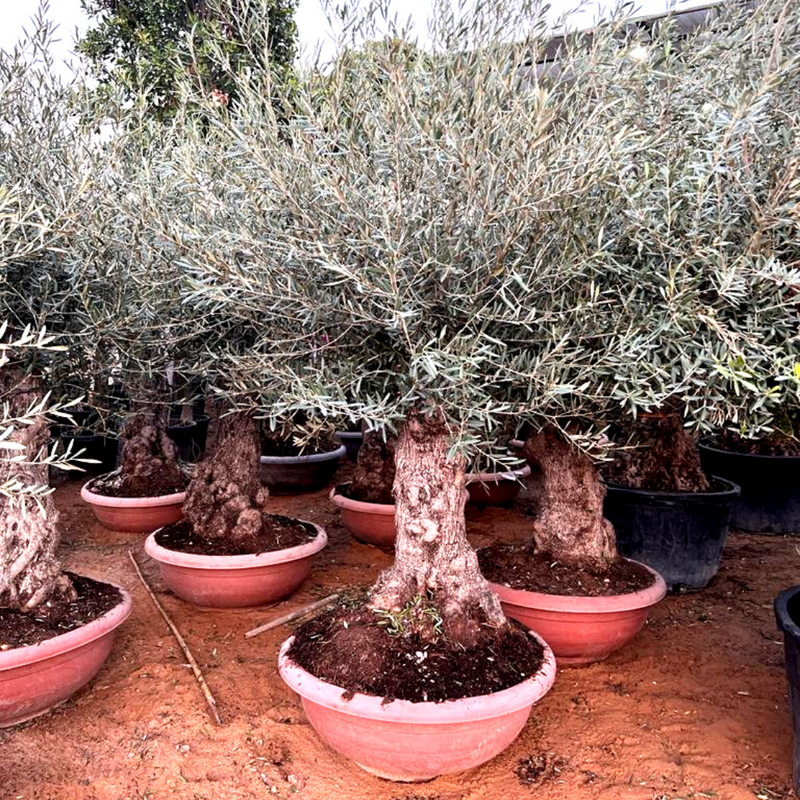IndoorPlants_6.png Olive Bonsai XXL ( Height 250cm ) - Image 1