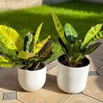 Indoor Croton Bundle 2pc Plants UAE