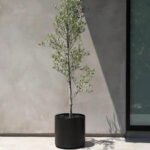 Indoor Olive Tree From Spain Premium Quality in Fiber 1.8m to 2m