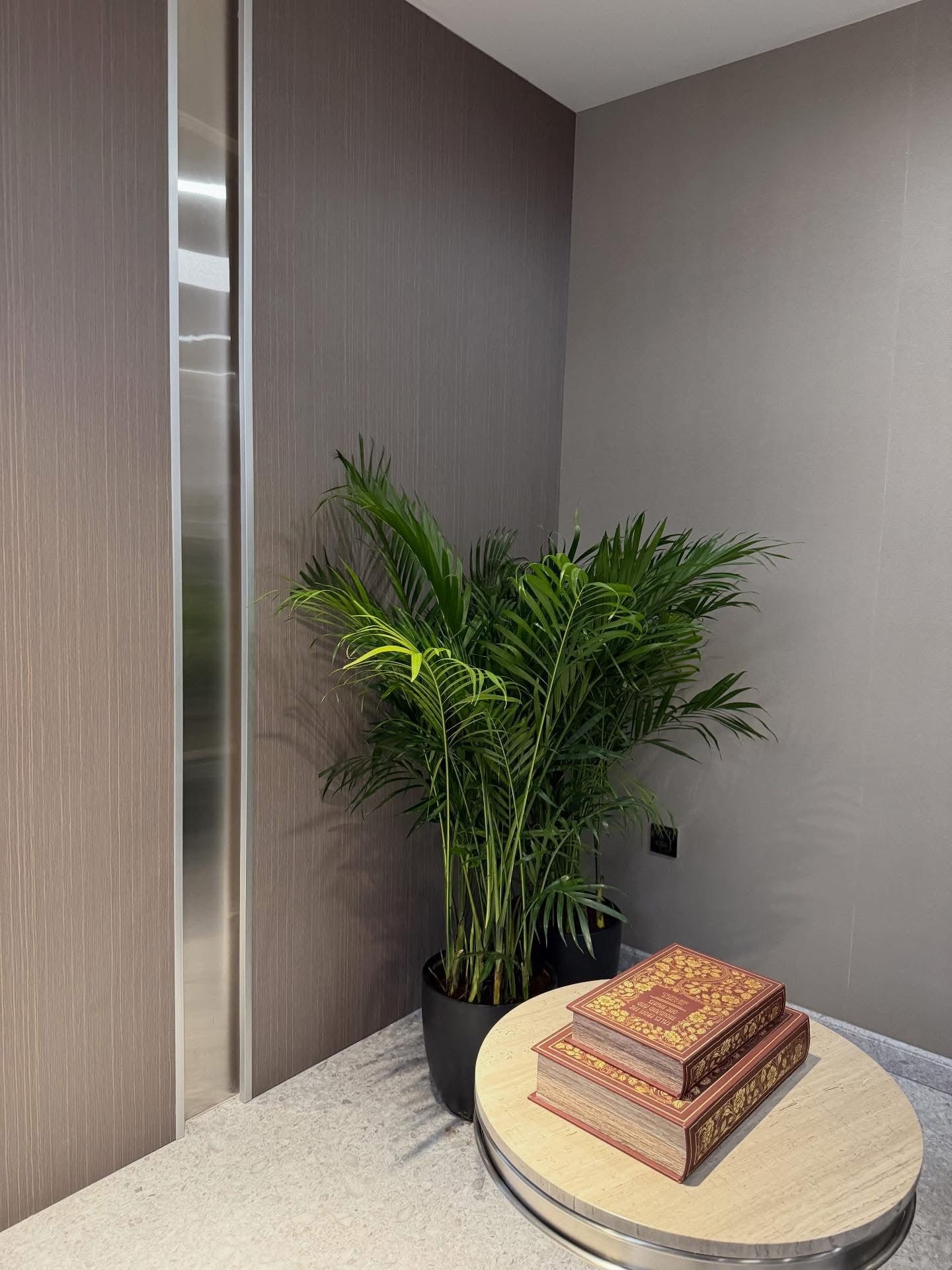 Kentia_Palm_Tree_Plants_UAE.jpg Kentia Palm Tree Plants UAE - Image 1