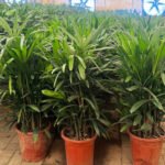 Lady Palm Premium Promo Plant Dubai