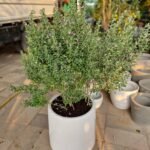 Lavender Lights Large (Leucophyllum) Buy Plants UAE