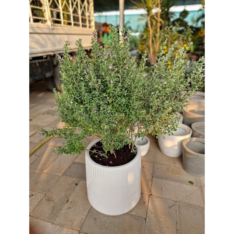 Lavender_Lights_Large_Leucophyllum_Buy_Plants_UAE.jpg Lavender Lights Large (Leucophyllum) Buy Plants UAE - Image 1
