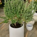 Lavender Lights Large (Leucophyllum) Buy Plants UAE - Image 2